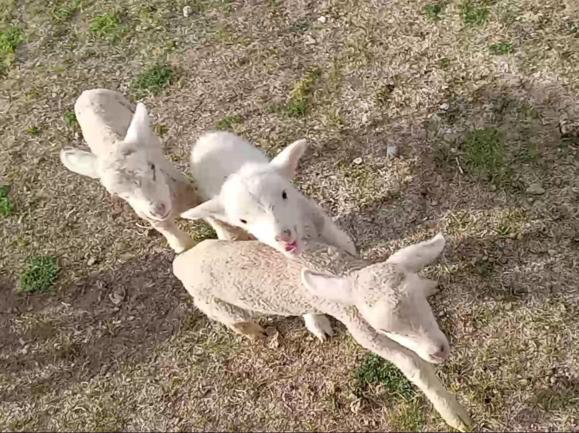 bottle baby lambs