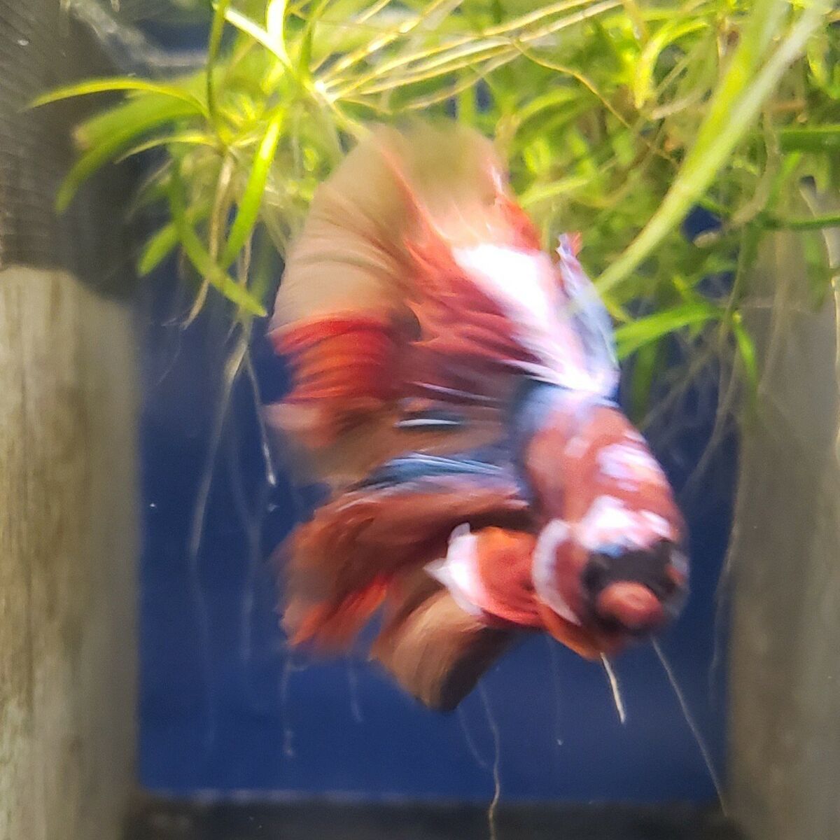 Import halfmoon Betta.