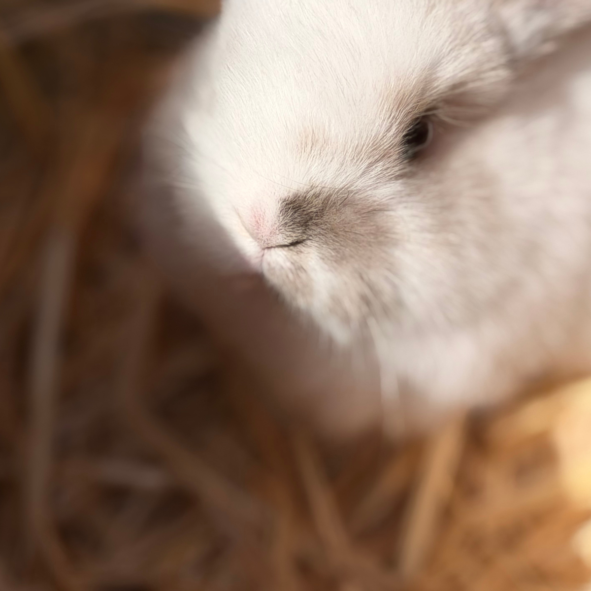Holland Lops