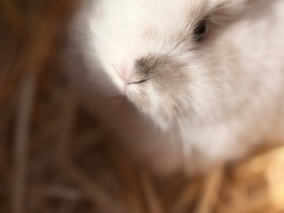 Holland Lops