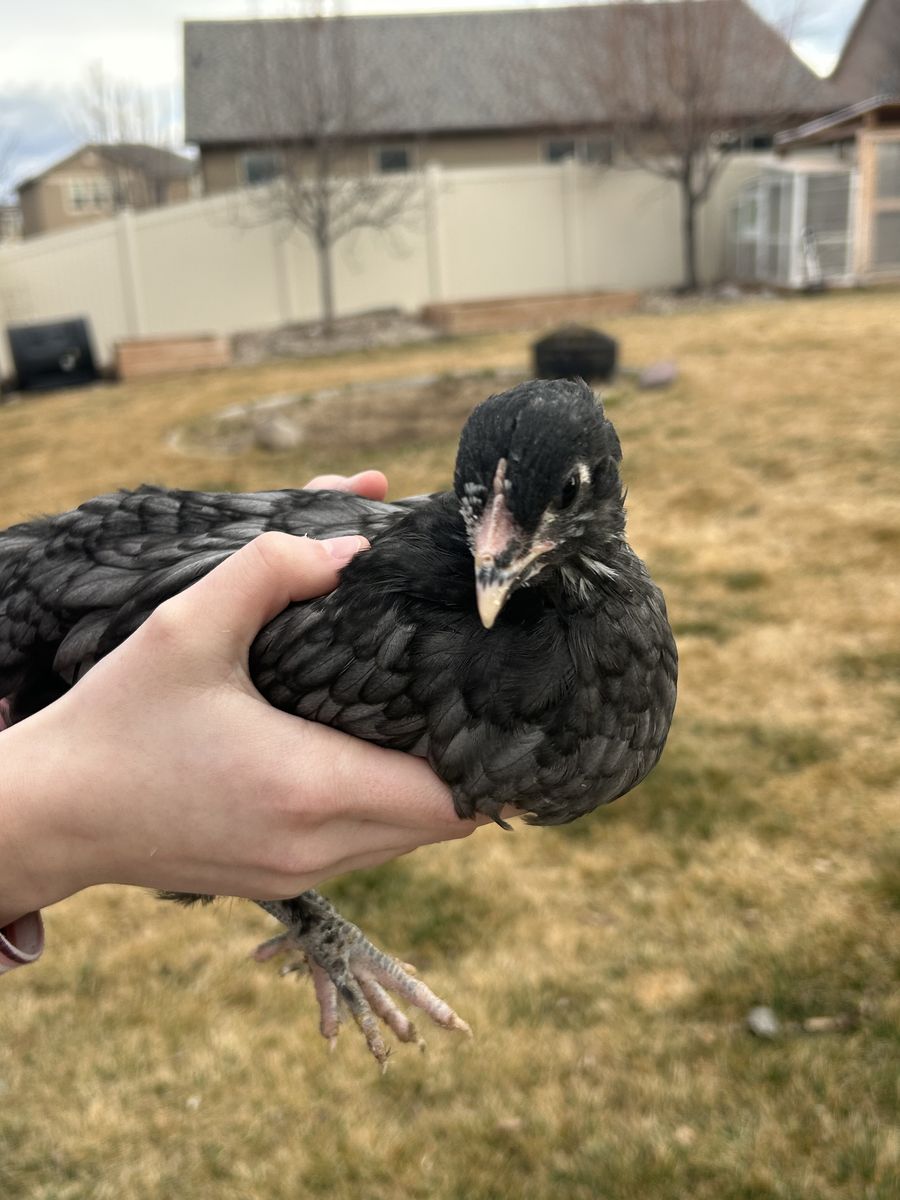 Coop Ready Pullets - 2 months old