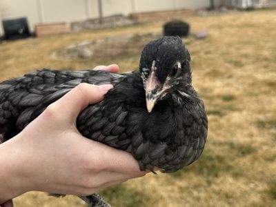 Coop Ready Pullets - 2 months old