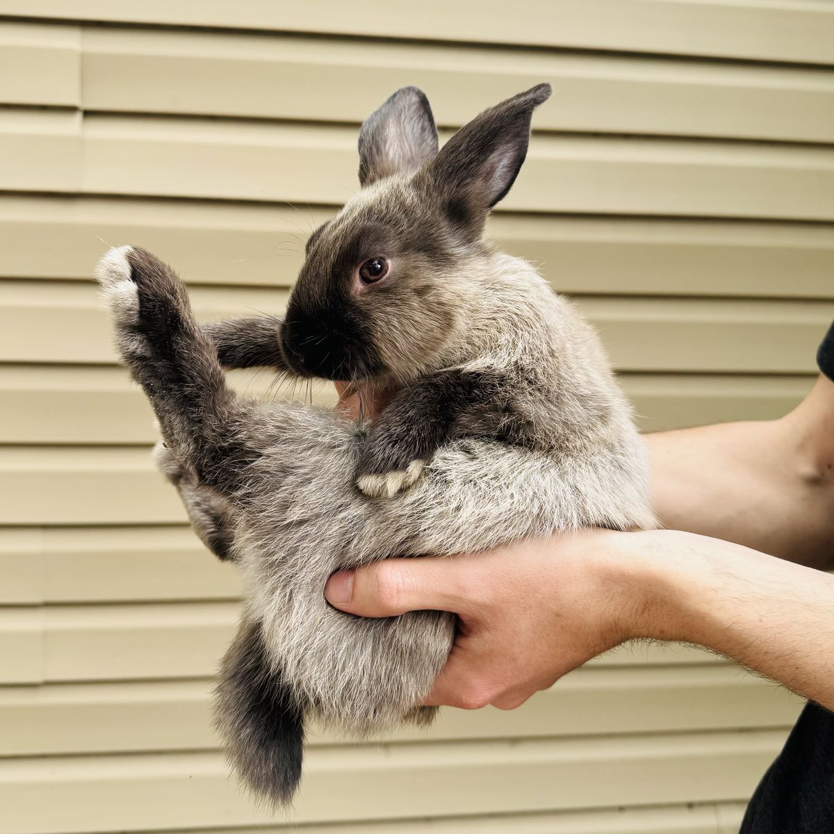 Sweet Mixed Bunny