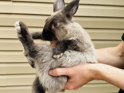 Sweet Mixed Bunny
