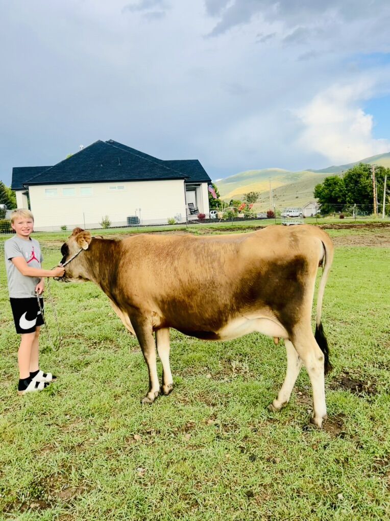 A2/A2 Jersey Cow 3 Yrs Old