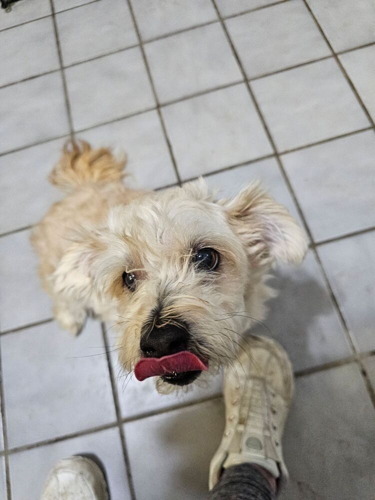 Maltese (Titan)