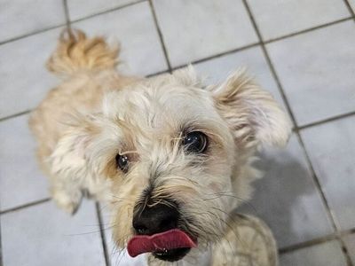 Maltese (Titan)