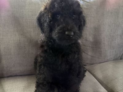 Goldendoodle
