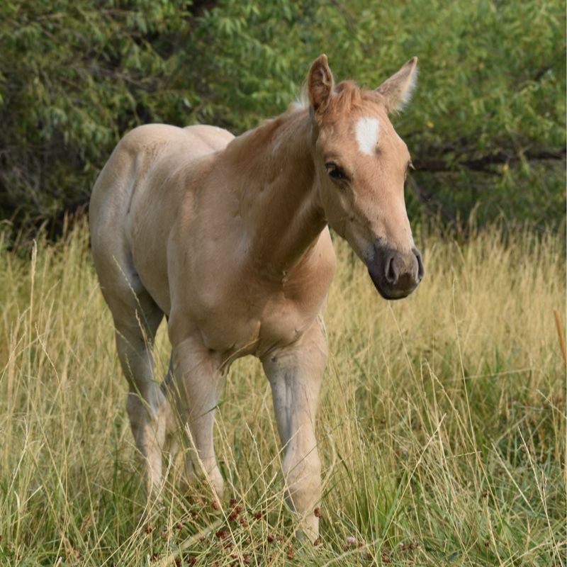 Metallic Cat/Colonel Freckles Palomino Roan Stud Colt