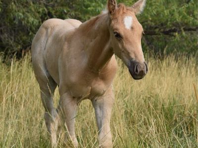 Metallic Cat/Colonel Freckles Palomino Roan Stud Colt