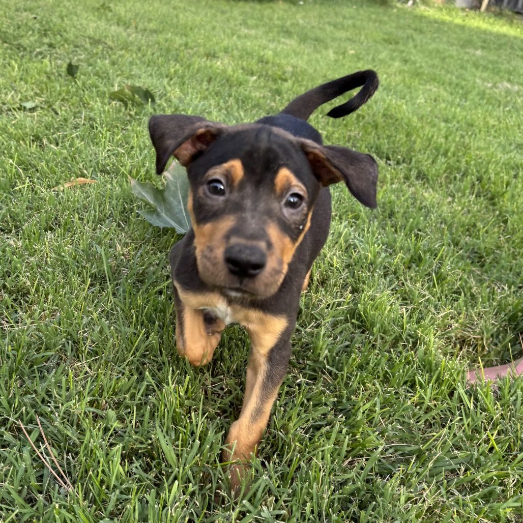 Hello my name is Yogi