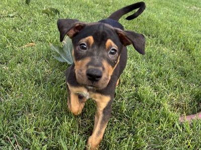 Hello my name is Yogi