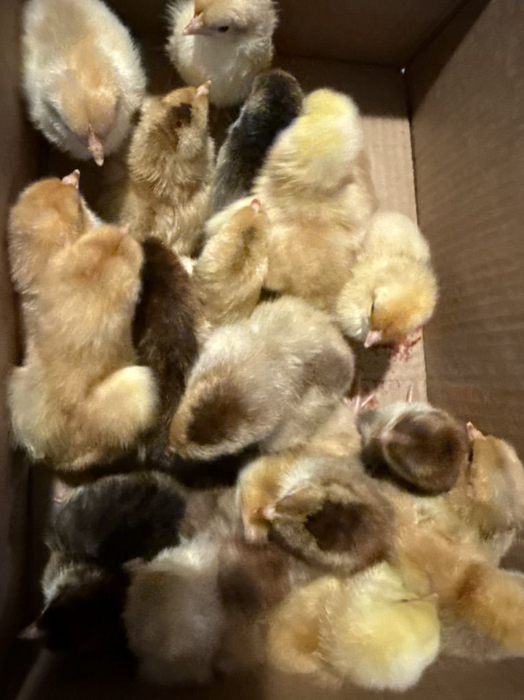 Silver Death Layer Chicks