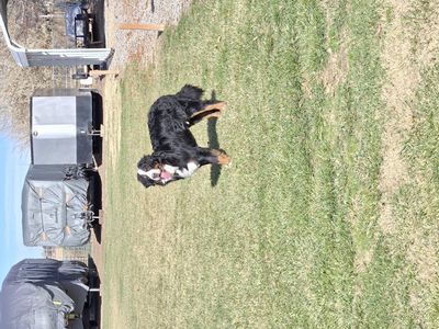 dog training / boarding