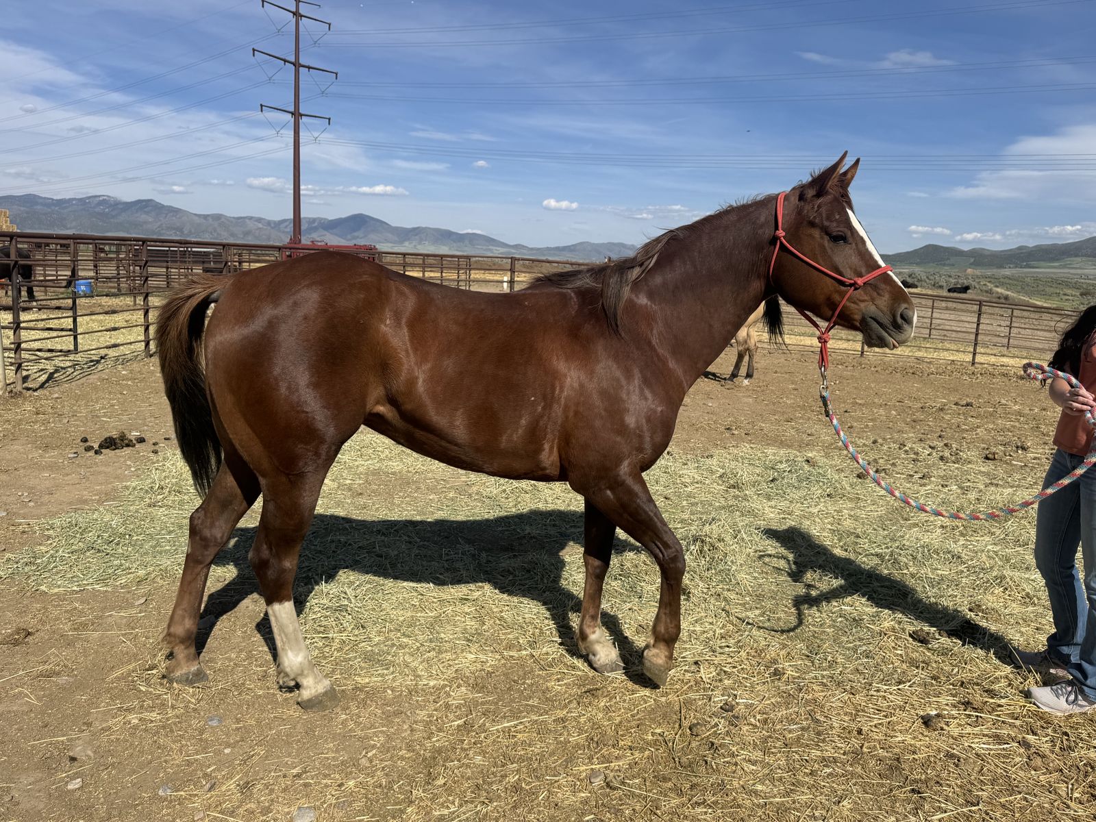 Registered Sorrel Mare