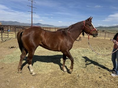 Registered Sorrel Mare