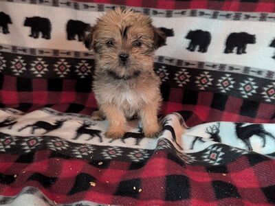 Super Cute Shorkies Puppies! Shih Tzu Yorkie