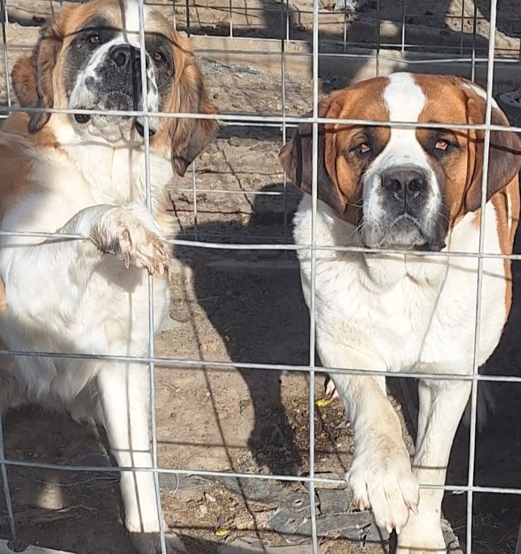 St Bernard 2 females