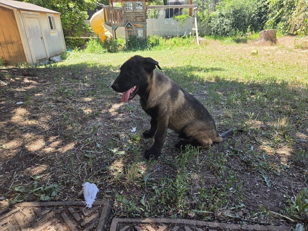 Last AKC Belgian Malinois Puppy