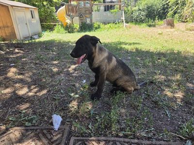 Last AKC Belgian Malinois Puppy