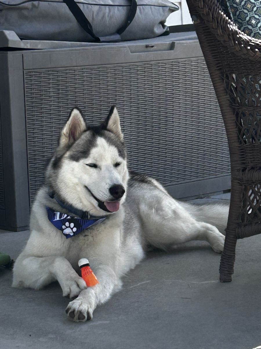 1 year old Male Siberian Husky Lucius