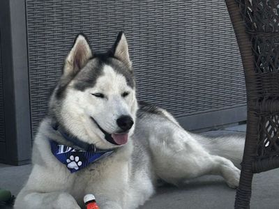 1 year old Male Siberian Husky Lucius