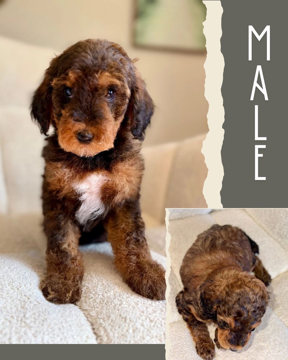 Mini-Medium Goldendoodles