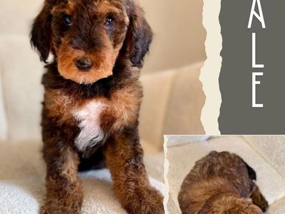 Mini-Medium Goldendoodles