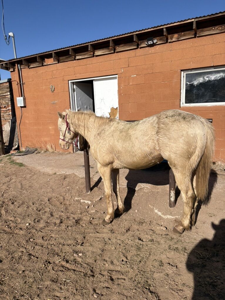 2017 Papered AQHA Gleding