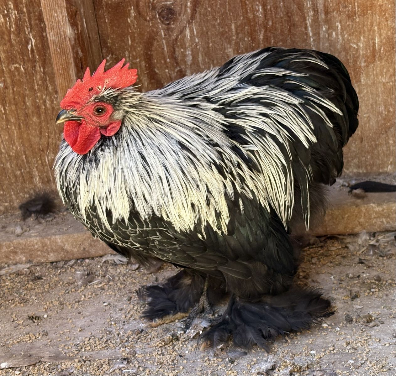 Rare Birchen Cochin Bantams