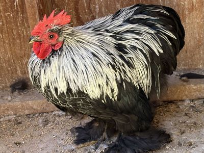 Rare Birchen Cochin Bantams