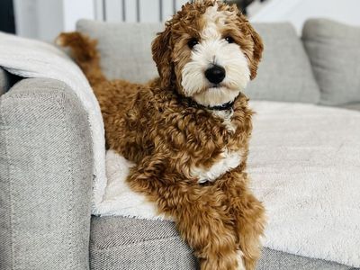 Knox - 20Lb. -/- 30.7% GR Tuxedo Multigen Toy/Mini Goldendoodle Stud