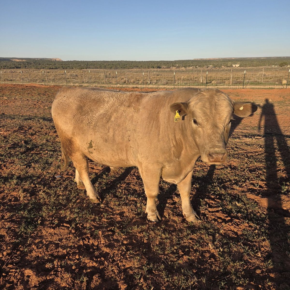 Charolais Bull