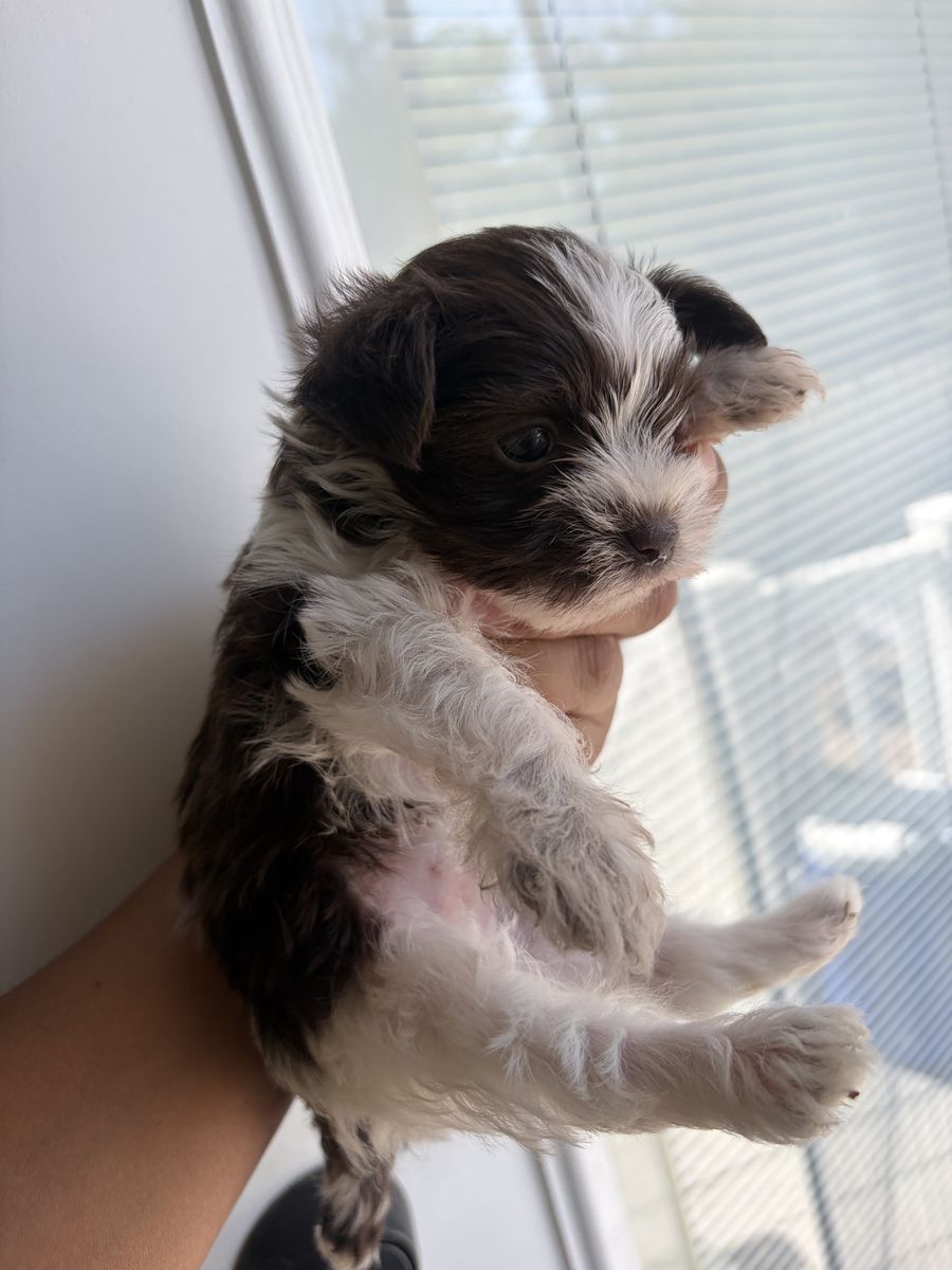 Parti Yorkie boy