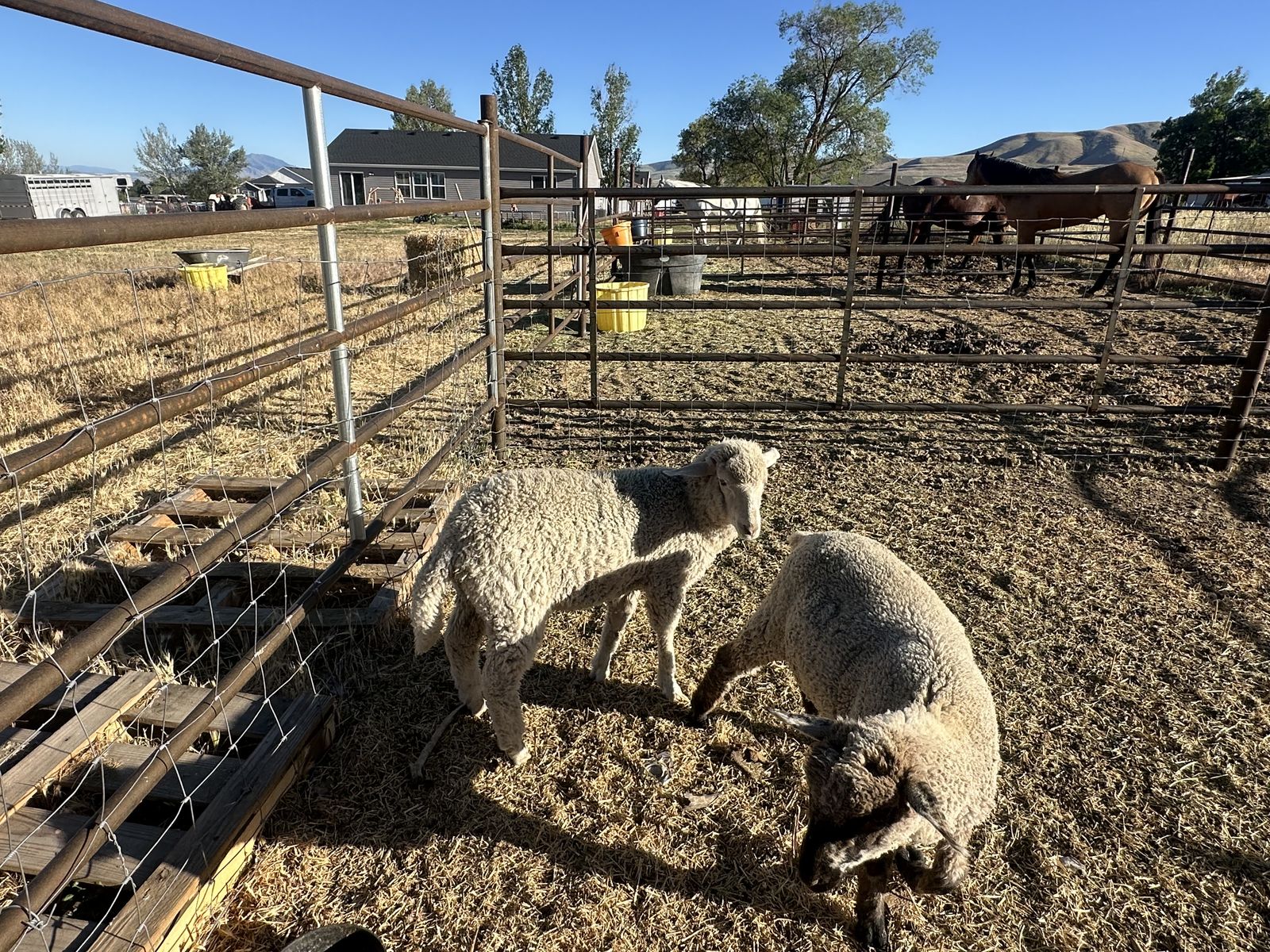 22 week old weaned lambs