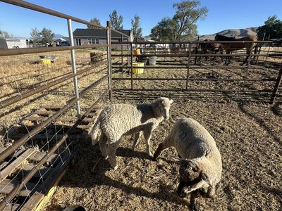 22 week old weaned lambs
