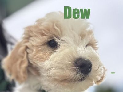 Micro Mini Goldendoodles F1B