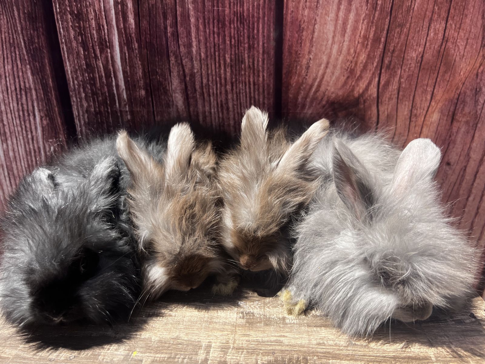 English Angora Mother’s Day special