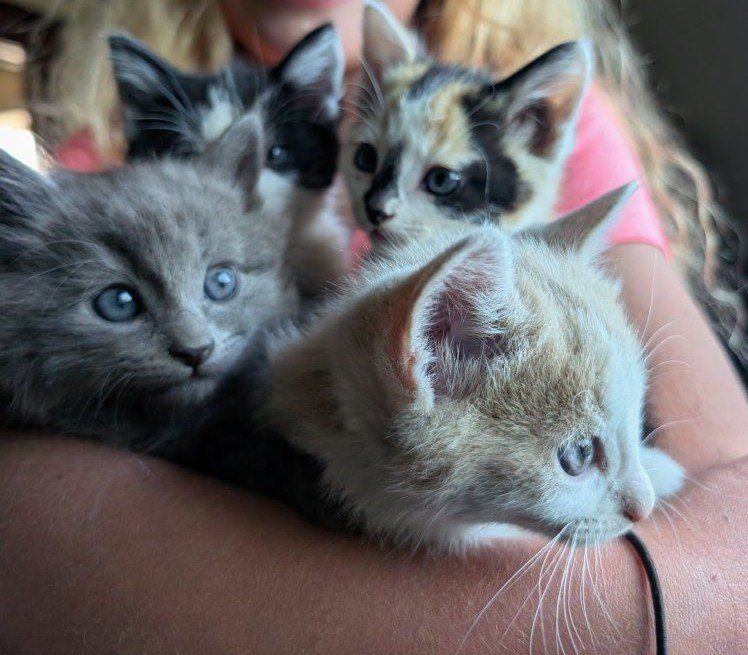 beautiful litterbox trained kittens