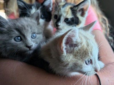 beautiful litterbox trained kittens