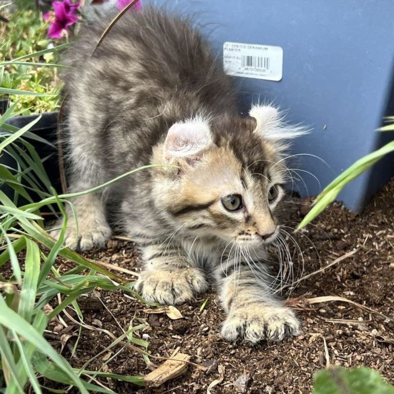 Highlander Kittens