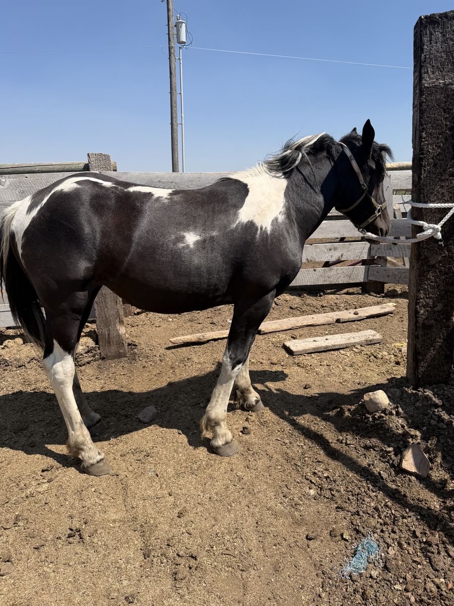 Yearling spotted draft filly
