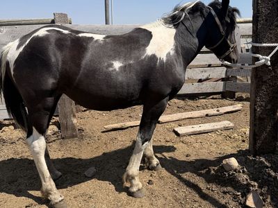 Yearling spotted draft filly