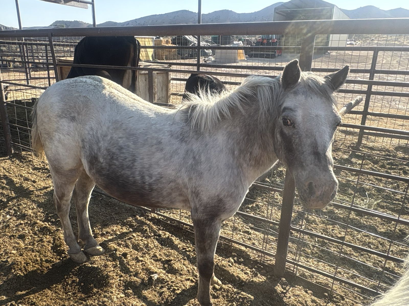 Pony