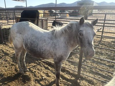 Pony