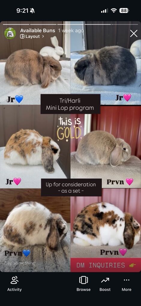 Mini Lop Tri/Harli Program