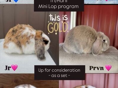 Mini Lop Tri/Harli Program
