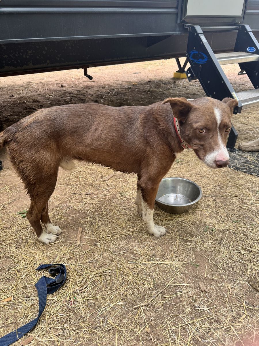 Lost Dog Found in Spanish Fork Diamond Fork - Male, Brown & White with Red Collar