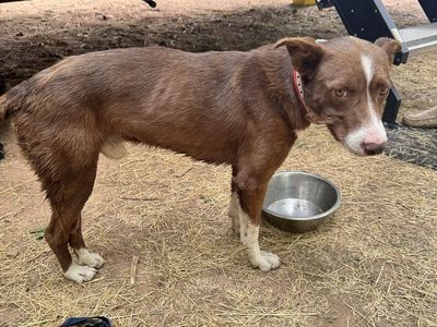 Lost Dog Found in Spanish Fork Diamond Fork - Male, Brown & White with Red Collar