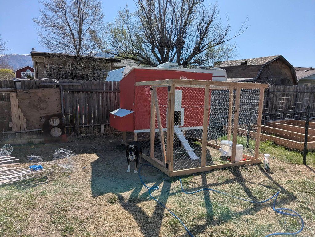Custom-Built Chicken Coop with Enclosed Run - Perfect for Backyard Chickens